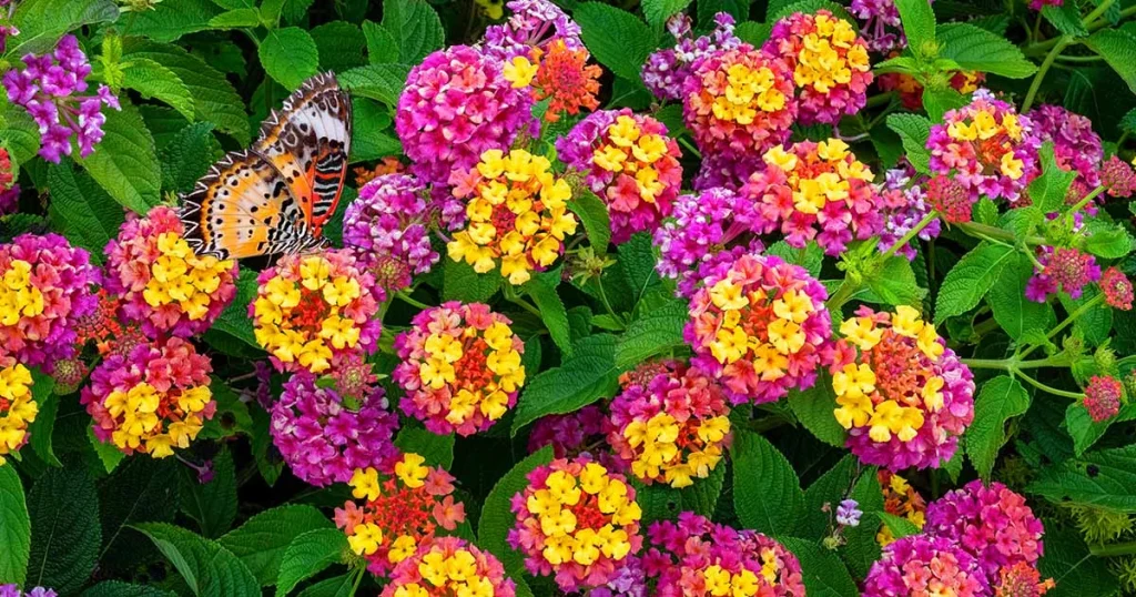 Butterfly on lantana plants.