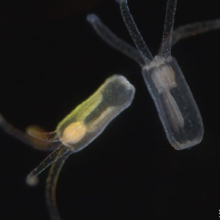 Image of tiny, jellyfish-like creatures