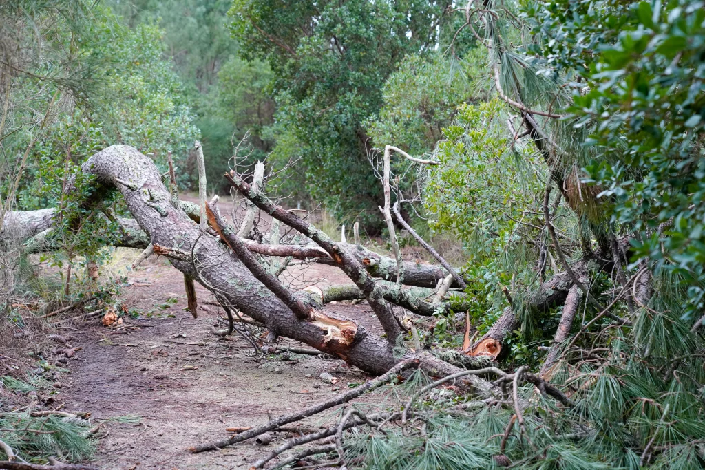 Fallen tree from hurricane