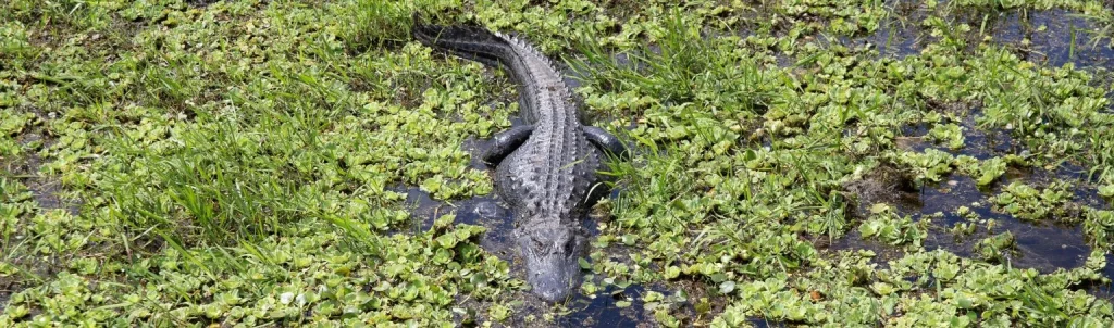 An alligator in the water
