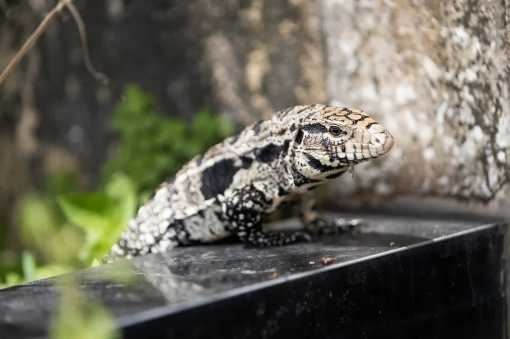 Argentine black and white tegu lizard