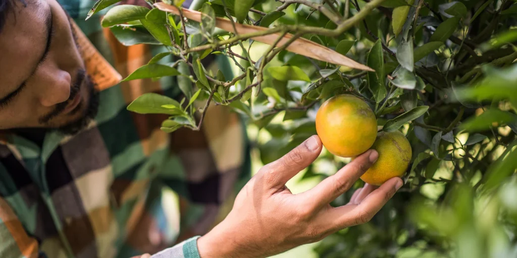 A man observing oranges in a tree