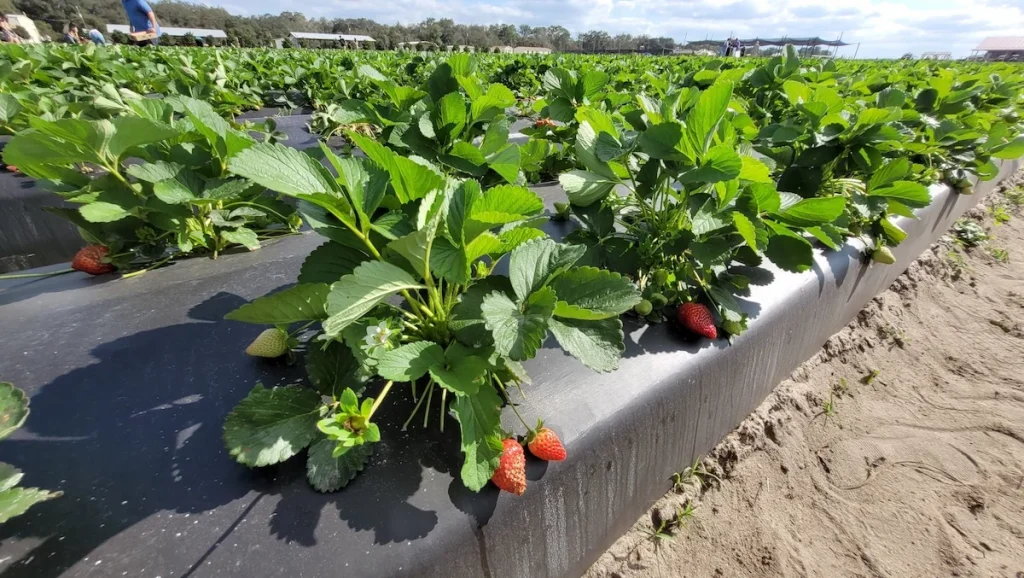 Strawberry field