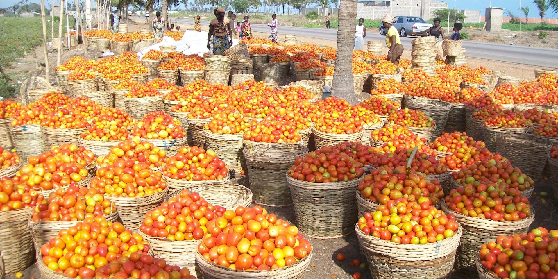 Bins filled with tomatoes